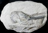 Top Quality Fossil Lobster (Meyeria) - Cretaceous, Isle of Wight #23241-2